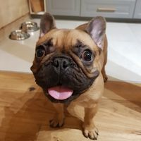 butkus4