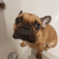 butkus6