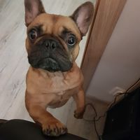 butkus7